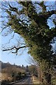 Ivy-covered tree on Old Greenock Road