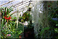 SP0583 : Plants in the Orchid House, Winterbourne Botanic Garden by Phil Champion