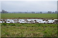 Muddy Field near Leighbridge Farm