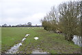 Waterlogged field with sheep