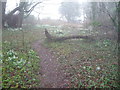 Path with snowdrops on Clytha Hill