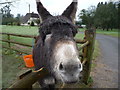 Donkey at Betws Newydd