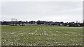 Lightly snowed field south of A619