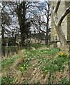 Cranford St Andrew: spring flowers and Dairy Farm