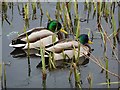 NZ3069 : Two handsome mallard drakes in their finest plumage by Joan Sykes