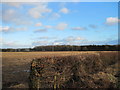 Over  fields  to  Church  Wood