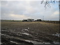 Waterlogged  field  towards  The  Elms  Farm