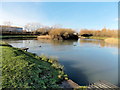 Ducks on Spytty Lake, Newport