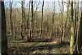 Woodland near Hyndburn Brook