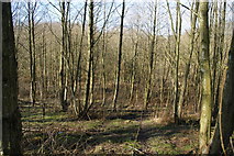 SD7431 : Woodland near Hyndburn Brook by Bill Boaden