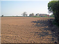 Potato field at Barton in the Beans