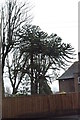 Monkey Puzzle Tree, St Leonards