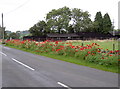 Lots of poppies