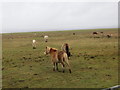 Ponies on the marshes at Gwernffrwd