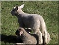 Lambs by Merrifield Road