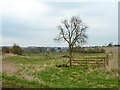 Tree at head of shallow valley