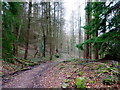 Footpath downhill to the Wye