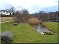 Pond and reed bed