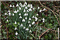 Snowdrops, Chedworth