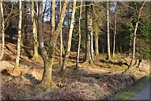 NS1197 : Glenbranter forest by Alan Reid