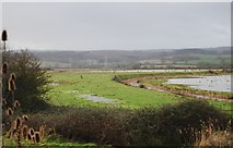 SX9687 : Exminster Marshes by N Chadwick