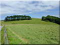 Pasture and woodland north of Betws Bledrws, Ceredigion