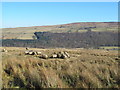 NY6757 : The valley of the River South Tyne north of Whitwham by Mike Quinn