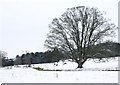 SP8900 : Abbey Park in the snow by Simon Mortimer