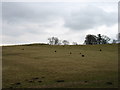 Fields near Highgate Farm