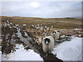 Hungry Rough Fell sheep