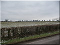 Field near Llantilio Crossenny in March