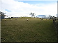 NY2636 : Fields at Baggra Yeat Farm by David Purchase