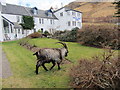 NG9319 : Feral goats at Kintail Lodge Hotel by Carol Walker