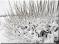 Snow covered roadside hedge