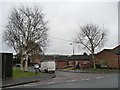 Silver birch on Whittucks Close