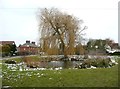 Village pond and willow tree, Weston