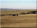 Sheepfold west of Wolf Hills (2)