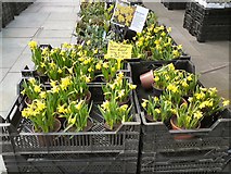 SJ9494 : Dwarf Daffodils for sale by Gerald England