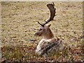 SJ7386 : Dunham Massey Deer Park by David Dixon
