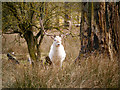 SJ7386 : White Stag, Dunham Massey by David Dixon