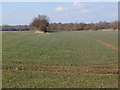 Arable fields in the Rodings