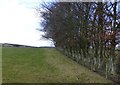 Beech hedge and pasture 