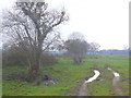 Muddy track of Witchampton Lane