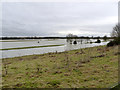 TL1498 : Floods at Ferry Meadows by Alan Murray-Rust