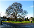 Tree dominates the northern end of Combermere, Thornbury