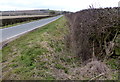 SP7594 : Hedge along Langton Road by Mat Fascione