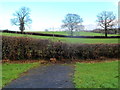 A hedge and three trees near Thornbury