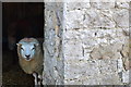 Sheep in barn, Church Lane, Tideswell