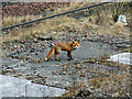 Urban fox