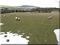 SJ0879 : Grazing fields south of Trelawnyd by Maggie Cox